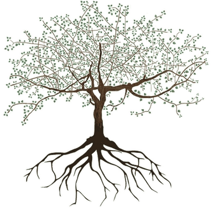 Illustration of Commiphora gileadensis, the balm of Gilead tree, shown with its root system