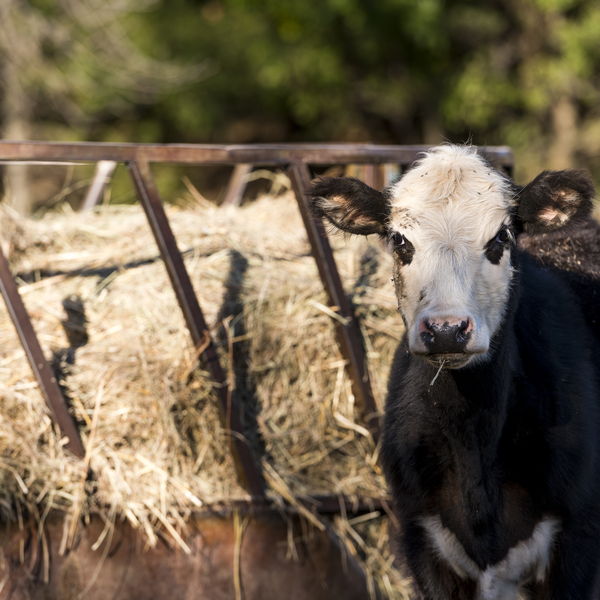 A calf at a hay feeder