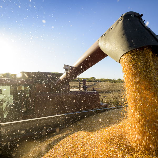 Corn pouring from a combine auger into a grain cart